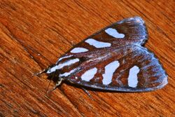 Noctuid Moth (Mimeusemia perakana) (8539304436).jpg