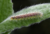 Oidaematophorus lithodactyla, larva (9291594416).jpg
