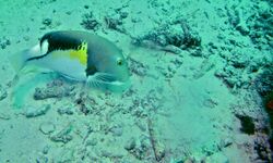 Orange-dotted Tuskfish (Choerodon anchorago) (6085306517).jpg