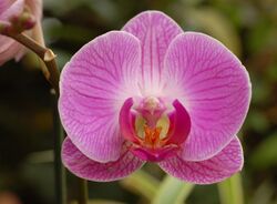Orchid X Doritaenopsis 'Dorado' Flower 2721px.jpg