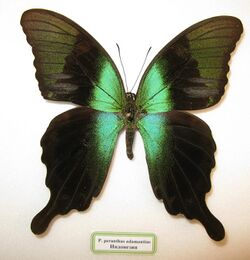 Papilio peranthus adamantius.JPG