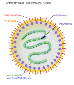 Paramyxoviridae-Schema.png