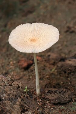 Parasola sp mushroom.jpg