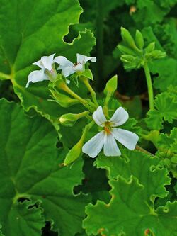 Pelargonium odoratissimum 002.JPG