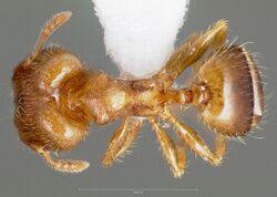 Pheidole moerens casent0005742 dorsal 1.jpg