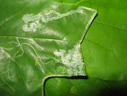 Phyllocnistis liriodendronella leaf miner.jpg