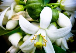 PikiWiki Israel 28684 White Lemon Blossoms.jpg