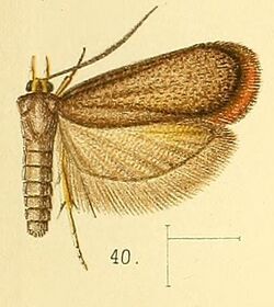 Pl.5-fig.40-Lecithocera flavipalpis Walsingham, 1891.jpg