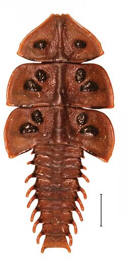 Platerodrilus ruficollis larva 30555-39.jpg