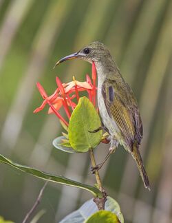 Príncipe sunbird (Anabathmis hartlaubii) female.jpg