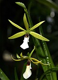 Prosthechea tripunctata Orchi 059.jpg