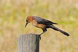 Quiscalus major -Three Lakes Wildlife Management Area, Florida, USA -female-8.jpg