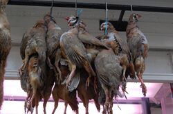 Red-legged Partridge at butchers in Ludlow.JPG