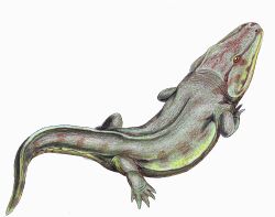 Rhinesuchus1DB.jpg