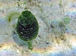 Rhipocephalus phoenix (pinecone alga) (San Salvador Island, Bahamas).jpg