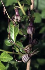 Riocreuxia picta S-3040.jpg