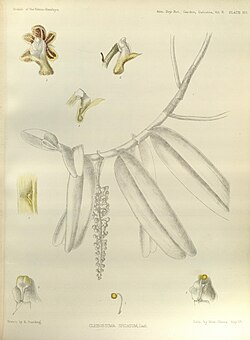 Robiquetia spathulata (as Cleisostoma spicatum) - The Orchids of the Sikkim-Himalaya pl 311 (1898).jpg