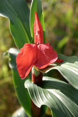 Roscoea purpurea Red Gurkha 060821.jpg