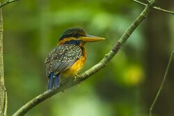Rufous-collared Kingfisher - Thailand S4E3779.jpg