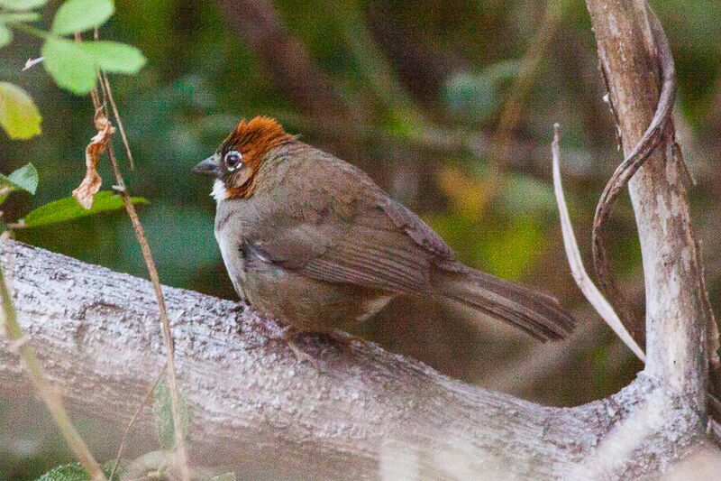 File:Rusty-crowned Ground-Sparrow (Melozone kieneri) (8079396250).jpg