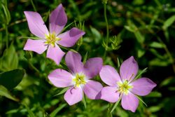 Sabatia campestris Arkansas.jpg