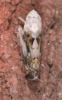 Scaphoideus intricatus (1 of 1).jpg