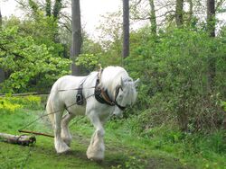 A grey horse with fully white hair coat, harnessed to a log, pulling it through a green forest