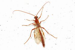Short-tailed Ichneumon Wasp - Ophion, Woodbridge, Virginia - 8659484537.jpg