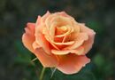 Singin floribunda rose.jpg