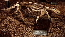 Skelton of Procynosuchus delaharpeae.jpg
