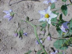 Solanum gourlayi1.jpg