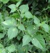 Solanum nigra bgiu.jpg