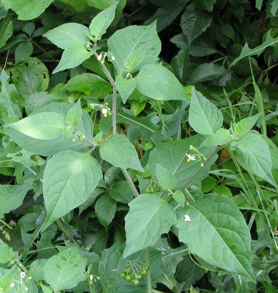 File:Solanum nigra bgiu.jpg