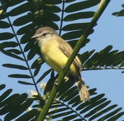 Sooty-headedTyrannulet.jpg