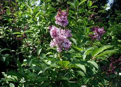 Syringa-josikaea-flowering.JPG