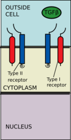 TGFbeta Pathway 1.svg