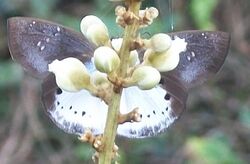 Tagiades flesus from Pipeline Coastal Park, Amanzimtoti, South Africa.jpg