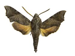 Temnora pylades morotoensis holotype, male, upperside. Uganda, Moroto, Mototo Mt..jpg