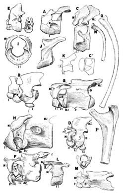 The Osteology of the Reptiles p103.png