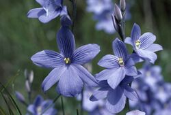 Thelymitra venosa.jpg