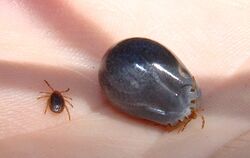 Tick before and after feeding.jpg