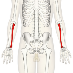 Ulna - anterior view.png