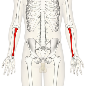 Ulna - anterior view.png