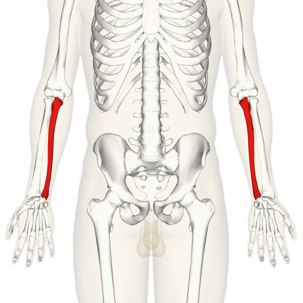 File:Ulna - anterior view.png