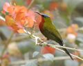 White-flanked Sunbird (Aethopyga eximia) male.jpg