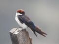 Wire tailed swallow 18 കമ്പിവാലൻ കത്രിക (Hirundo smithii ).jpg