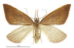 Xanthorhoe occulta female.jpg