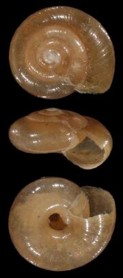 Zonitoides nitidus shell.jpg