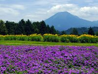 遥か臨む大山 (Tottori Hanakairo Flower Park in summer) 15 Jul, 2012 - panoramio.jpg
