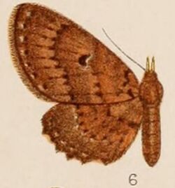 06-Phibalapteryx rufipalpis=Collix rufipalpis (Hampson 1907).JPG